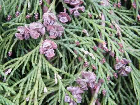 Leyland Cypress - Cupressocyparis x leylandii, click for a larger image