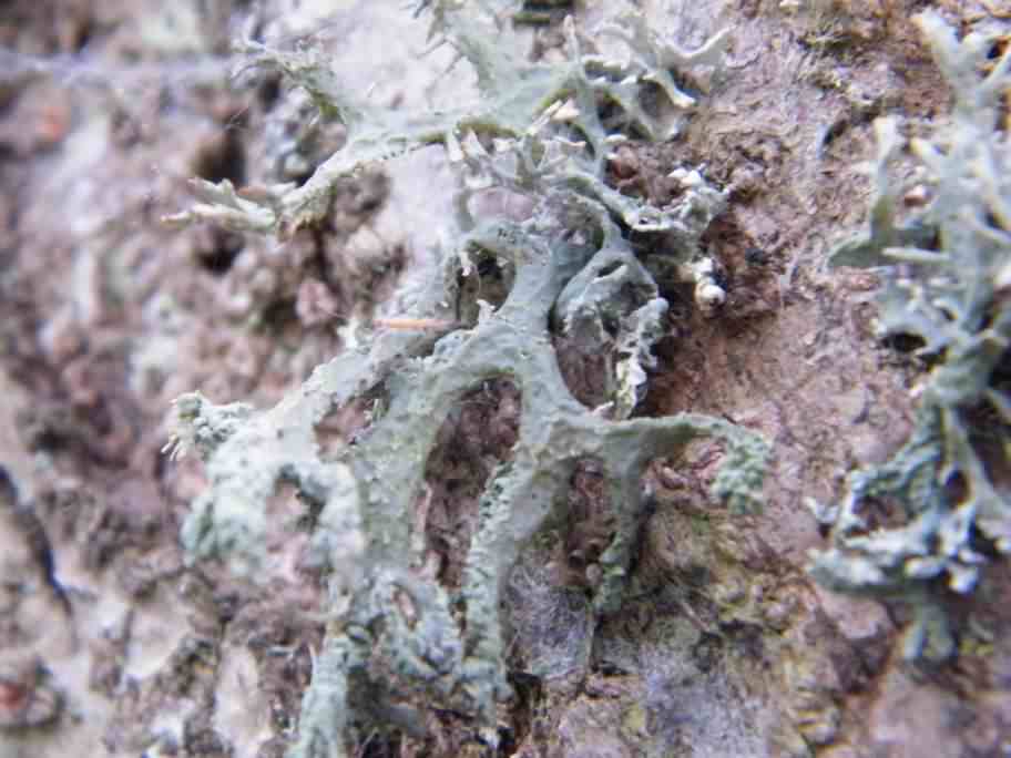 Oakmoss Lichen - Evernia prunastri, click for a larger image