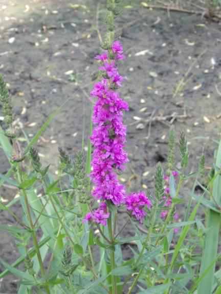 Purple Loosestrife - Lythrum salicaria, species information page