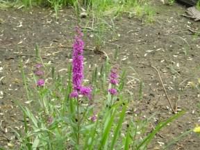 Purple Loosestrife - Lythrum salicaria, click for a larger image