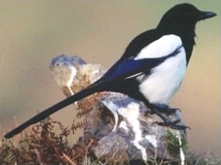 Magpie - Pica pica