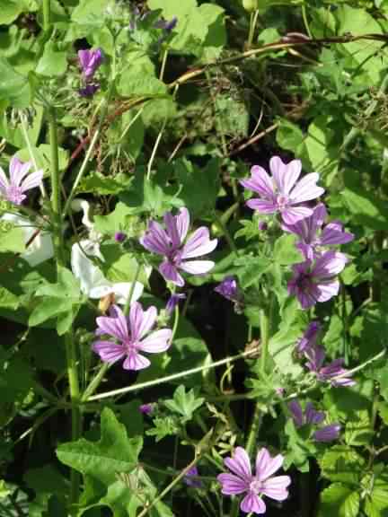 Mallow - Malva sylvestris, click for a larger image