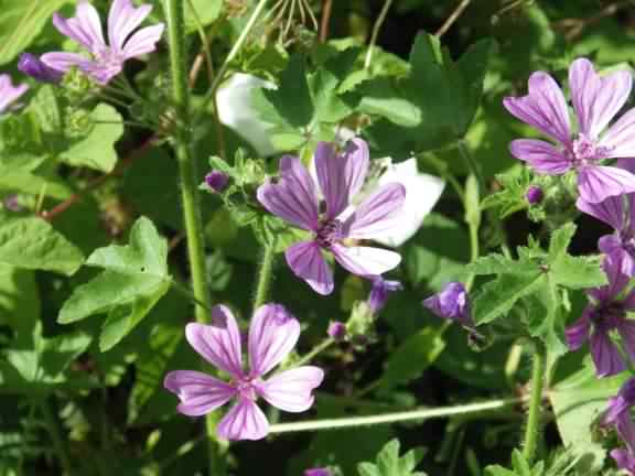 Mallow - Malva sylvestris, click for a larger image