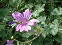 Mallow - Malva sylvestris, click for a larger image