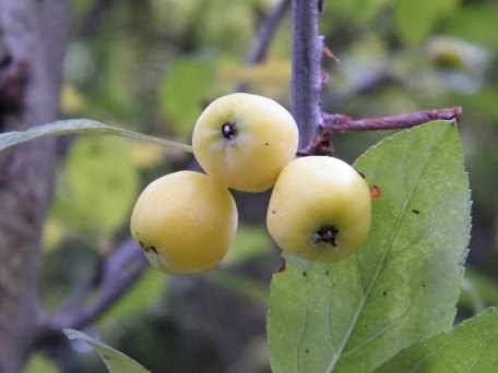 Crab Apple "Gold Hornet" - Malus var. calocarpa species information page