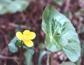 Marsh Marigold - Caltha palustris species information page