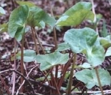 Marsh Marigold - Caltha palustris