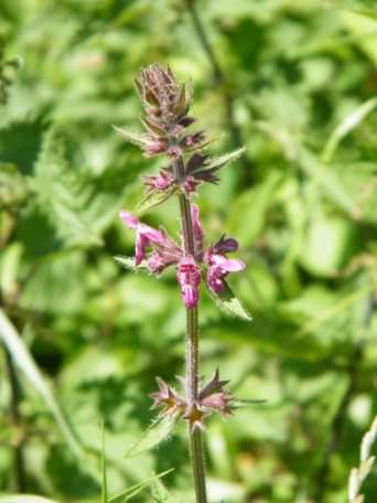 Marsh Woundwort - Stachys palustris species information page