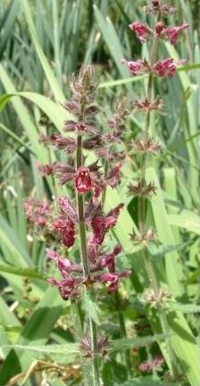 Marsh Woundwort - Stachys palustris