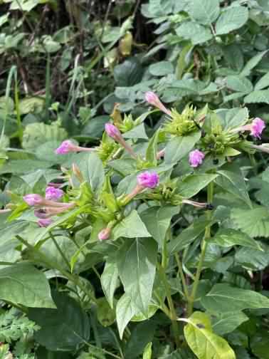 Marvel of Peru - Mirabilis jalapa, click for a larger image