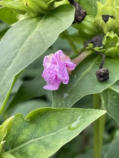 Marvel of Peru - Mirabilis jalapa, click for a larger image