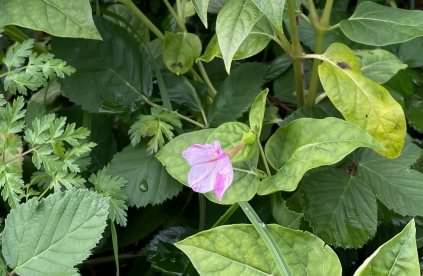 Marvel of Peru - Mirabilis jalapa, click for a larger image