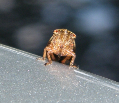 Meadow Froghopper - Philaenus spumarius, click for a larger image