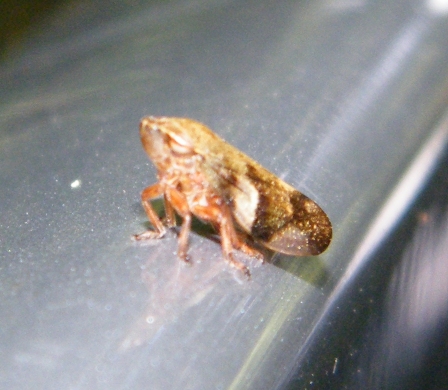 Meadow Froghopper - Philaenus spumarius, click for a larger image