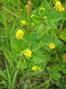 Black Medic - Medicago lupulina, click for a larger image, photo licensed for reuse CCASA3.0