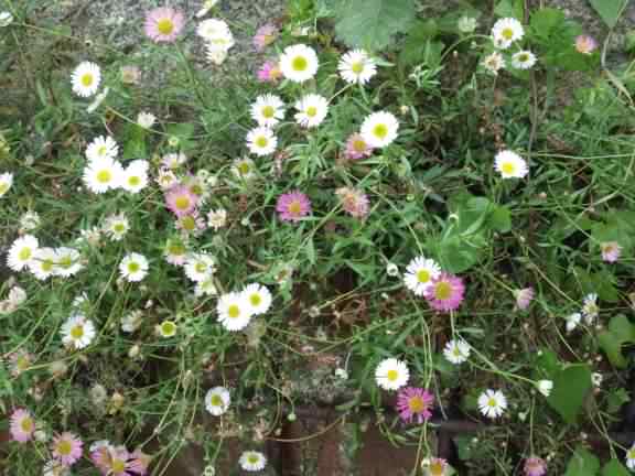 Mexican Fleabane - Erigeron karvinskianus, click for a larger image