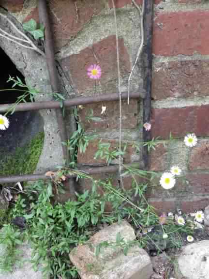 Mexican Fleabane - Erigeron karvinskianus, click for a larger image, photo licensed for reuse [CpySystm]