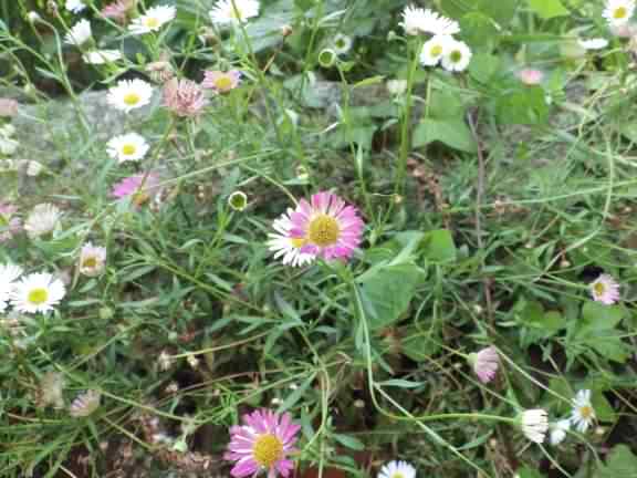 Mexican Fleabane - Erigeron karvinskianus, click for a larger image