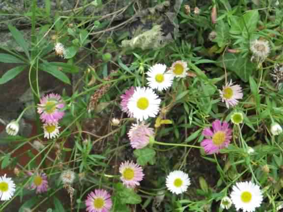 Mexican Fleabane - Erigeron karvinskianus, click for a larger image