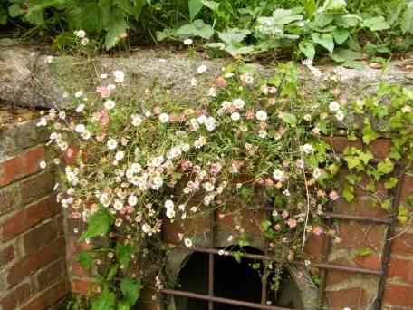 Mexican Fleabane - Erigeron karvinskianus, click for a larger image