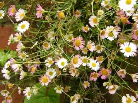 Mexican Fleabane - Erigeron karvinskianus, click for a larger image