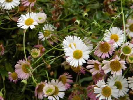 Mexican Fleabane - Erigeron karvinskianus, click for a larger image