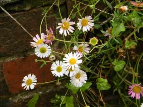 Mexican Fleabane - Erigeron karvinskianus, click for a larger image