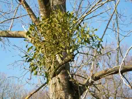 European Mistletoe - Viscum album, click for a larger image