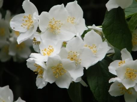 Mock Orange - Philadelphus ssp., click for a larger image