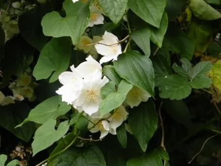 Mock Orange - Philadelphus ssp., click for a larger image