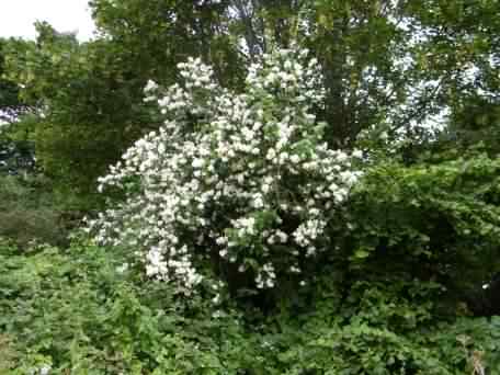 Mock Orange - Philadelphus ssp., click for a larger image