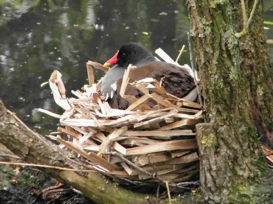 Moorhen - Gallinula chloropus, click for a larger image