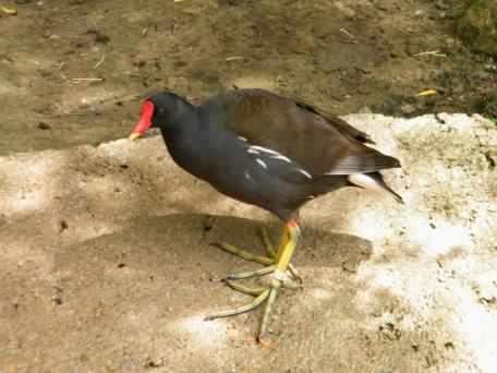 Moorhen - Gallinula chloropus, click for a larger image