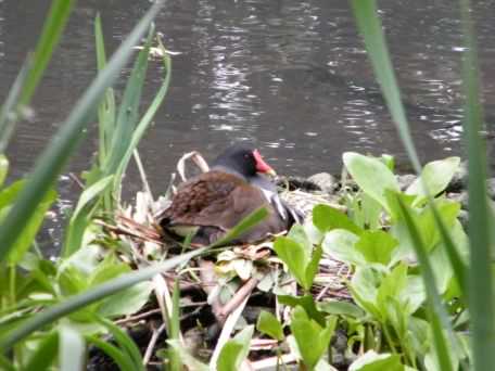 Moorhen - Gallinula chloropus, click for a larger image