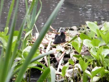 Moorhen - Gallinula chloropus, click for a larger image