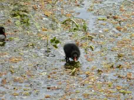 Moorhen - Gallinula chloropus, click for a larger image