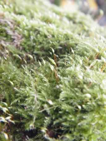 Rough-stalked Feather Moss - Brachythecium rutabulum, click for a larger image