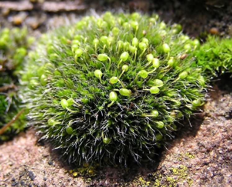 Grey-cushioned Grimmia - Grimmia pulvinata, species information page, photo licensed for reuse CCASA3.0