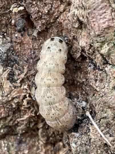 Double Square Spot moth - Xestia triangulum, click for a larger image