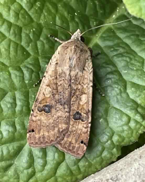 Large Yellow Underwing - Noctua pronuba, click for a larger image