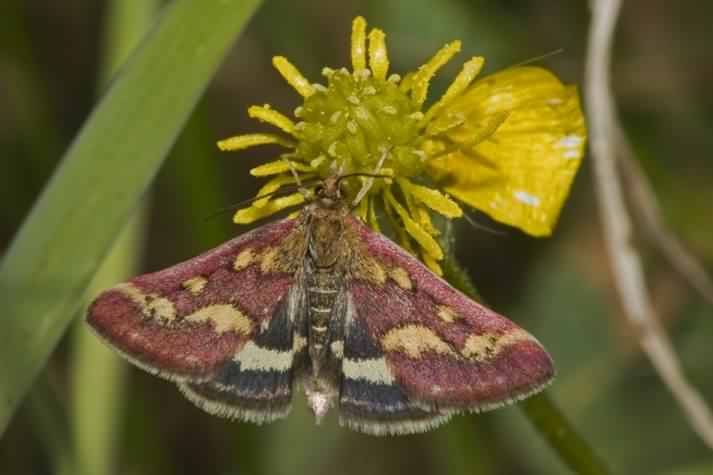 Purple and Gold moth - Pyrausta purpuralis, click for a larger image, licensed for reuse CCASA2.5