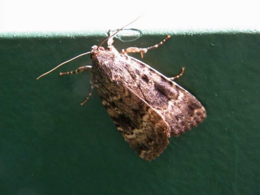 Svensson's Copper Underwing moth - Amphipyra berbera, species ...