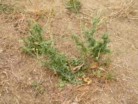 Hedge Mustard - Sisymbrium officinale, click for a larger image