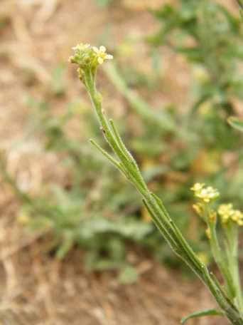 Hedge Mustard - Sisymbrium officinale, click for a larger image