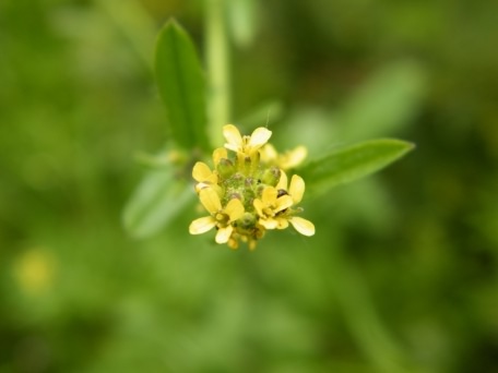 Hedge Mustard - Sisymbrium officinale, click for a larger image