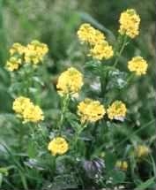 Wild Mustard - Sinapis arvensis