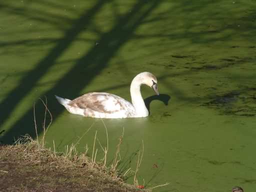 Mute Swan - Cygnus olor, click for a larger image