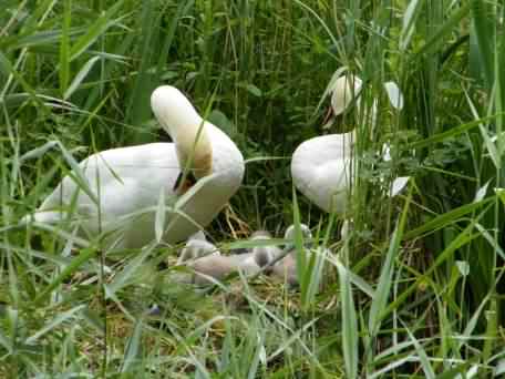 Mute Swan - Cygnus olor, click for a larger image