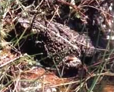 Natterjack Toad - Bufo calamita