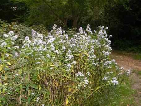 New York Aster - Aster novi-belgii, click for a larger image